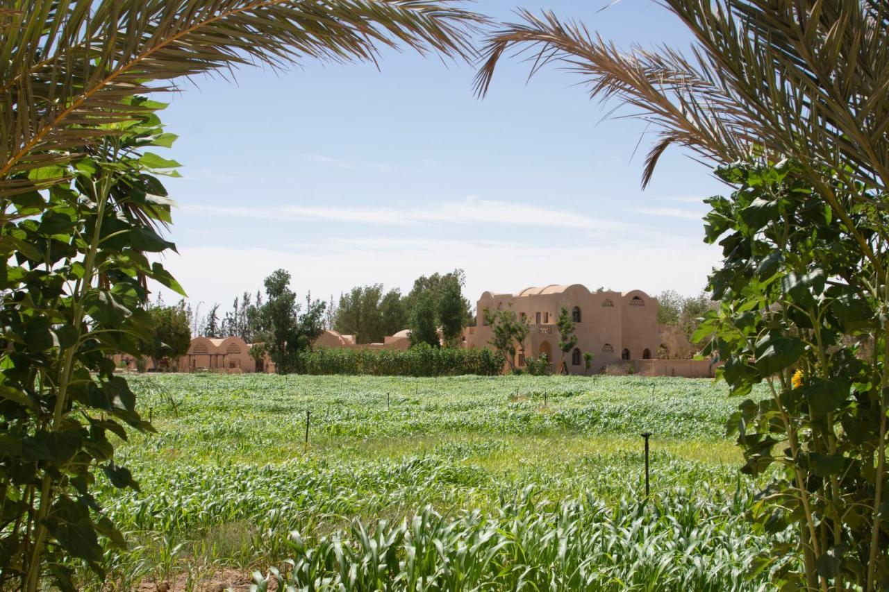 Willa Tzila Bahariya Bahariya Oasis Zewnętrze zdjęcie